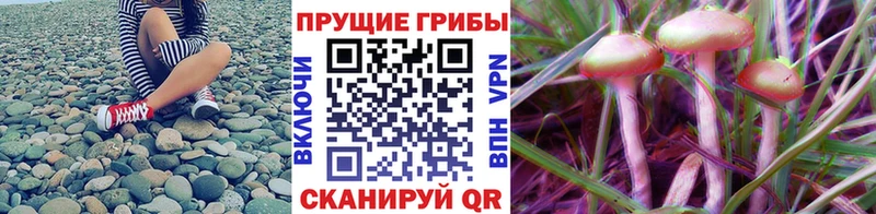 Псилоцибиновые грибы прущие грибы  Димитровград 