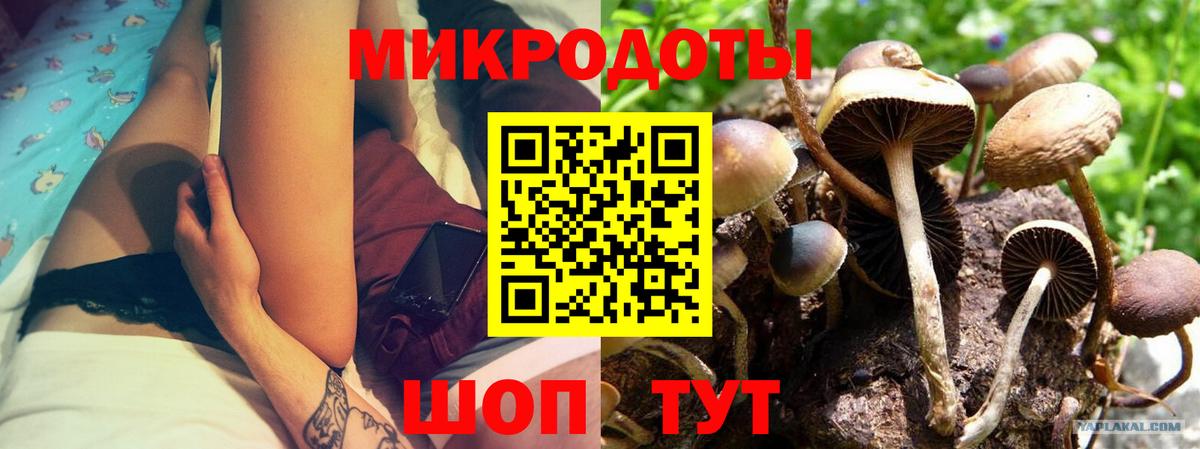 Псилоцибиновые грибы Psilocybine cubensis Димитровград